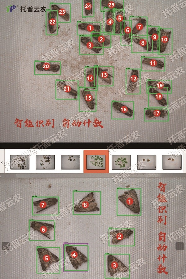 草地贪夜蛾的自动识别和计数 草地贪夜蛾的自动识别和计数