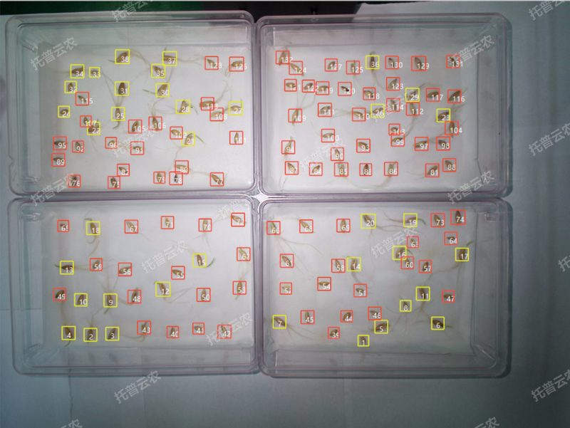 1772702802141117.png 发芽率识别-高通量植物环境调控+高通量樱桃免费人成网站WWW智能萌发鉴定系统.png