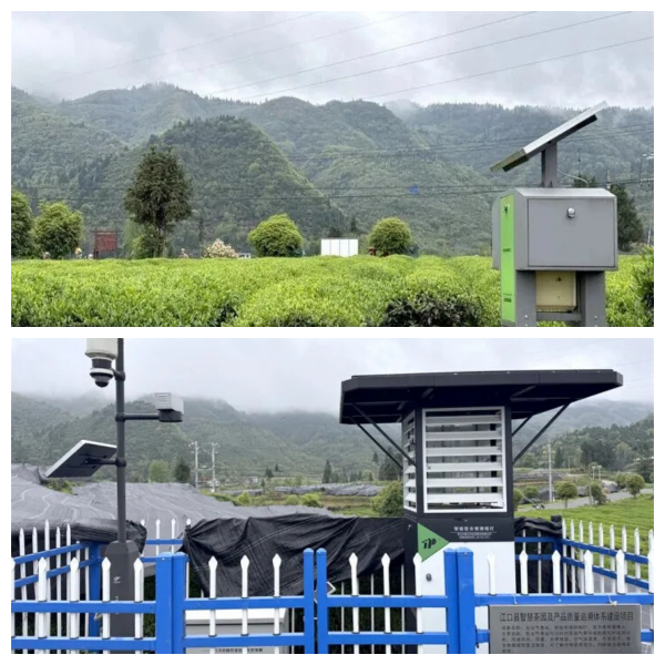 1783933053955677.png 4.江口县九龙茶叶基地_副本_副本.png